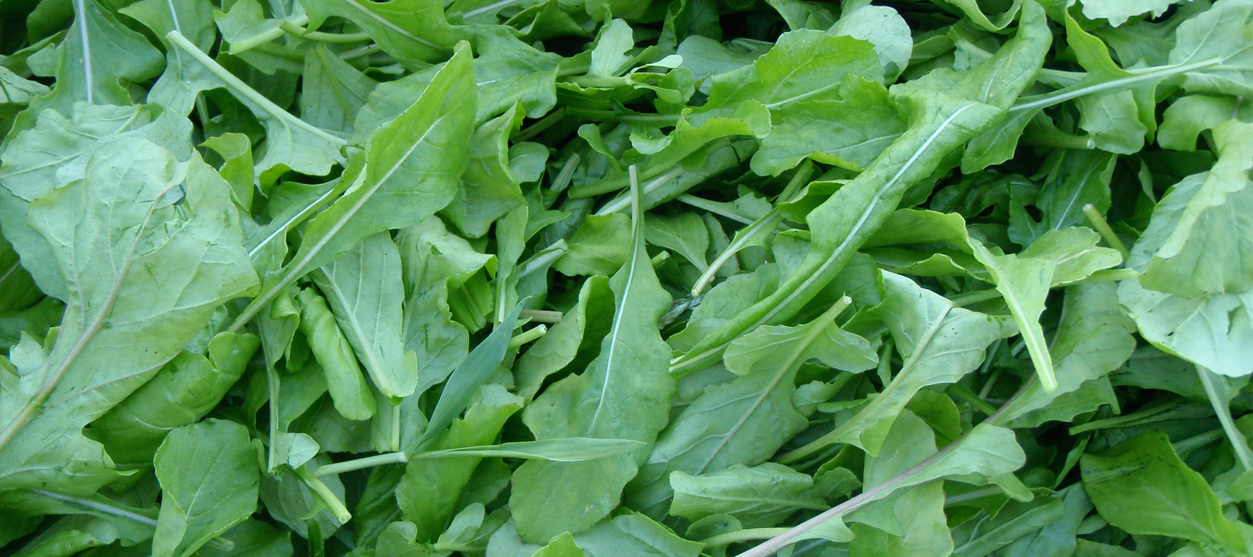 nutrition-and-preparation-arugula-community-farmers-markets