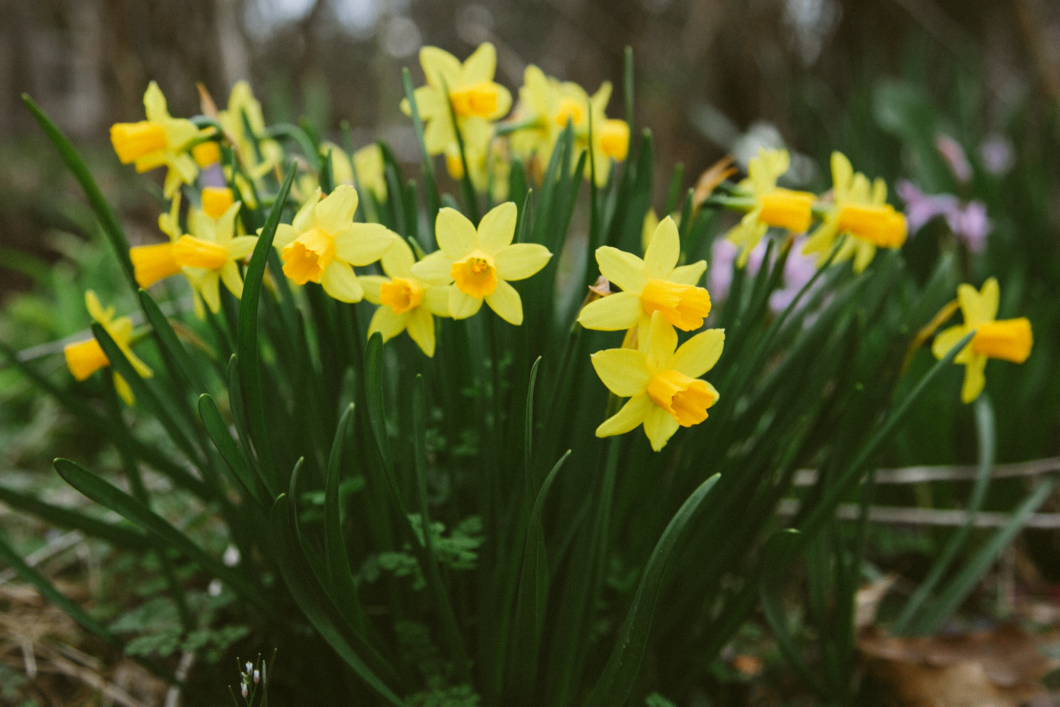 Photo Essay: Stolen Flowers Farm - Community Farmers Markets