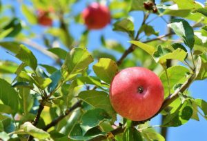 Apple tree