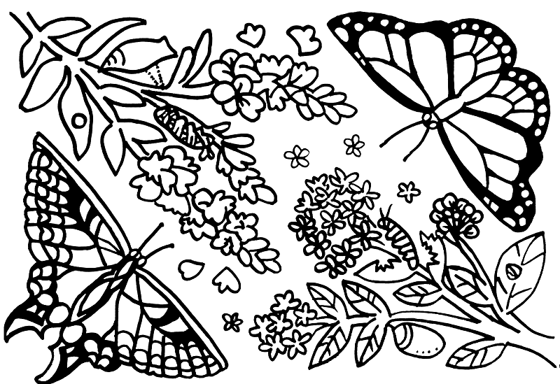 Download Botanical Coloring Pages - Community Farmers Markets