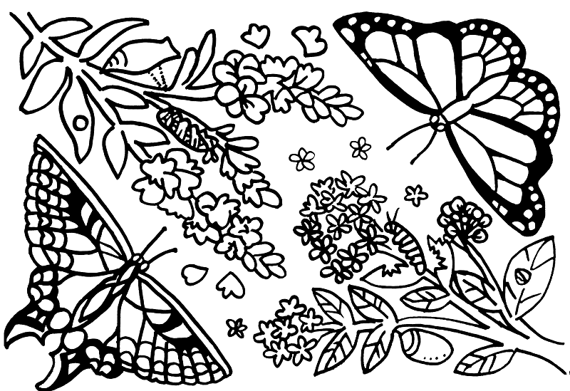 Botanical Coloring Pages - Community Farmers Markets